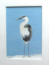 heron