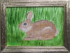 brown bunny